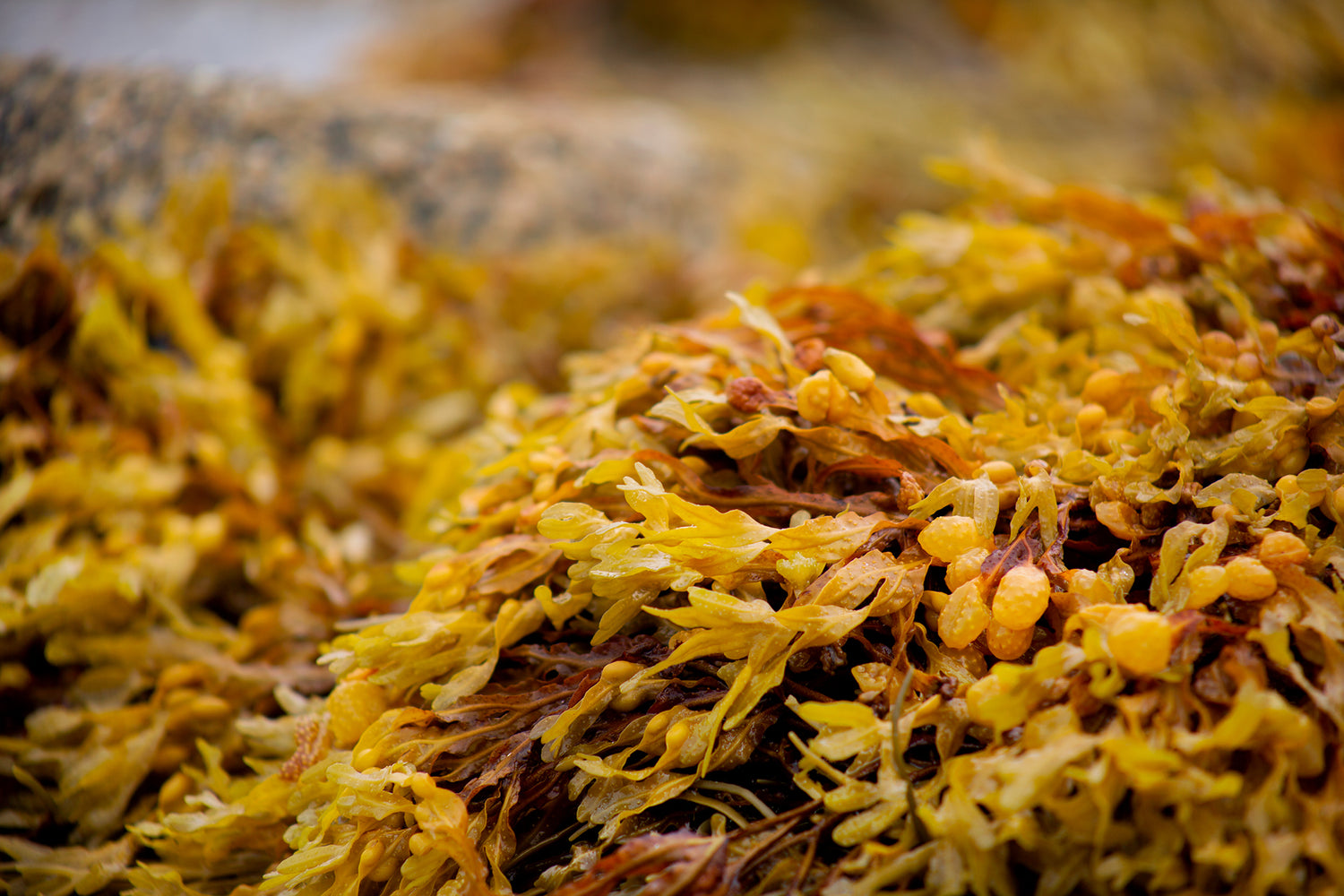 yellow-and-brown-seaweed